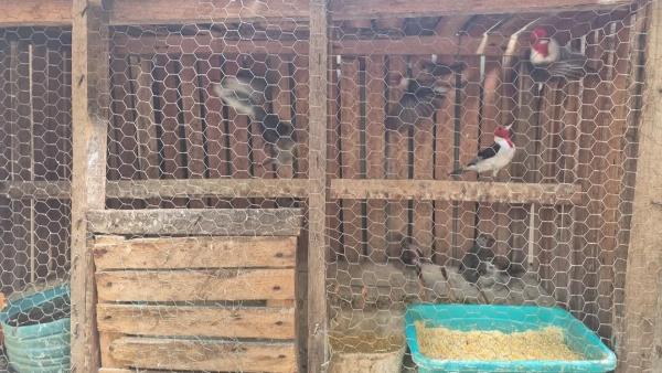 Mais de 100 aves silvestres são resgatadas de cativeiros em Jeremoabo e Cícero Dantas