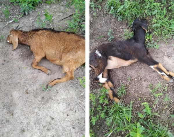 Seis cabras prenhas morrem após ataque de cães na zona rural de Serrinha