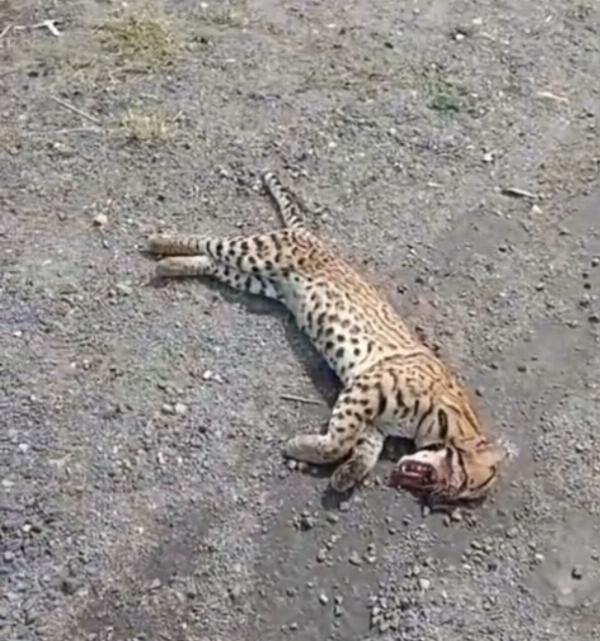 Jaguatirica é encontrada morta às margens da BR-116, em Serrinha