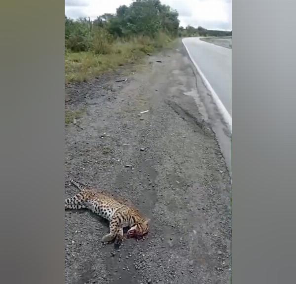Jaguatirica é encontrada morta às margens da BR-116, em Serrinha