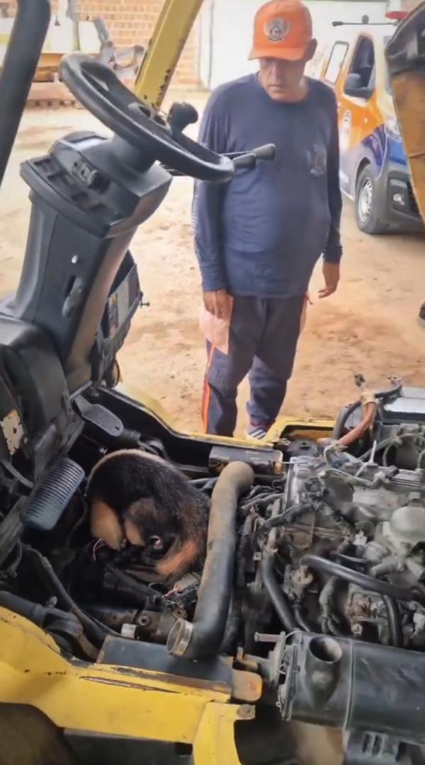 Tamanduá-mirim é encontrado dentro de trator em Riachão do Jacuípe
