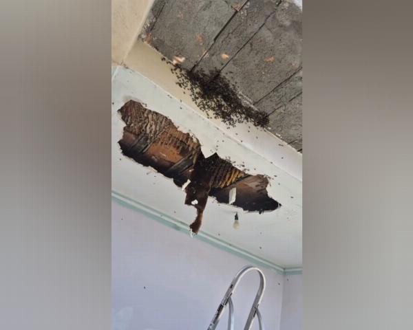 Idosa fica em estado grave após ataque de abelhas em Riachão do Jacuípe