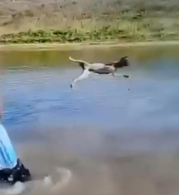 Conceição do Coité: homem é investigado por suspeita de maus-tratos após jogar cachorro em açude
