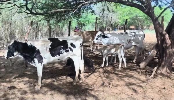 Cinco bovinos morrem após ataque a tiros em propriedade rural de Queimadas