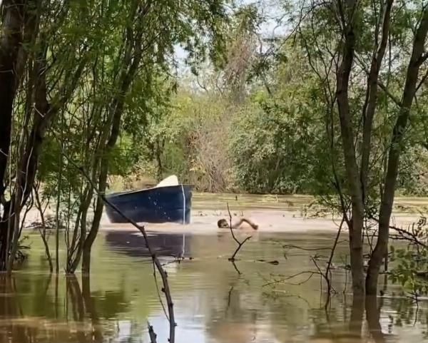 Moradores resgatam 17 ovelhas ilhadas após elevação do nível do Rio Itapicuru, em Santaluz
