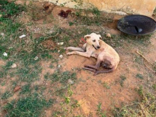 Homem é preso suspeito de castrar cães com faca de cozinha e sem anestesia em Quijingue