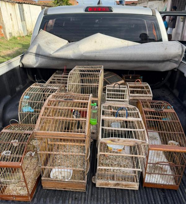 Polícia Civil resgata 15 aves silvestres vítimas de maus-tratos em Santa Bárbara