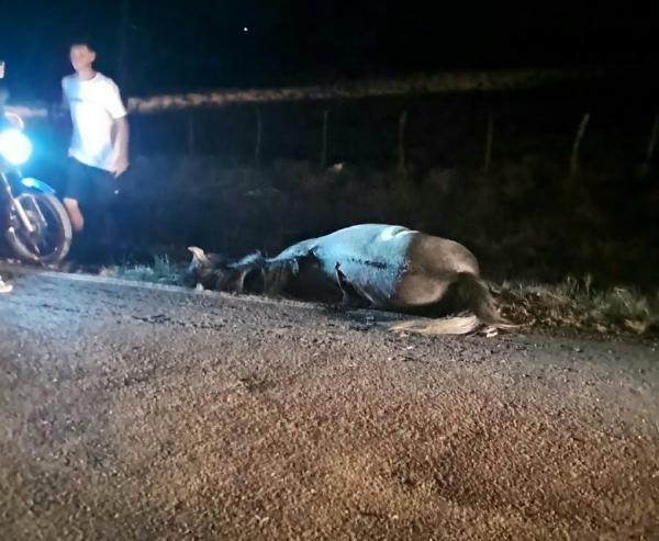Quijingue: Empresário morre em acidente na BA-381 após colisão com cavalo