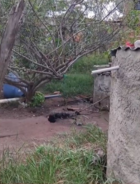 Homem invade casa, mata cachorro com golpes de facão e acaba preso em Queimadas