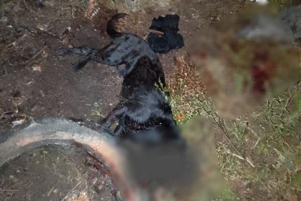 Homem é preso por crueldade animal após matar e esfolar cachorro do vizinho em Ipirá