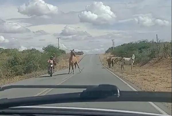 MP aciona Estado por omissão em recolher animais na BA-120