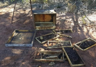 Apicultores relatam furtos de mel e colmeias em seis municípios da Bacia do Jacuípe