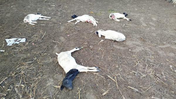 Novo ataque de cães deixa cinco animais mortos na zona rural de Barrocas
