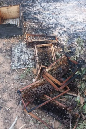 Apicultores relatam furtos de mel e colmeias em seis municípios da Bacia do Jacuípe