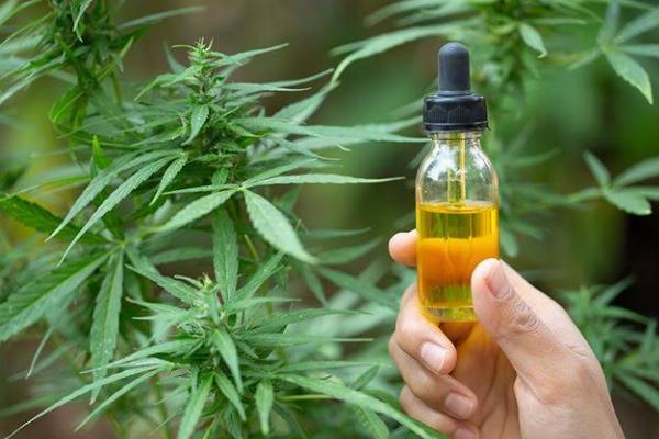 Bahia promulga lei que garante fornecimento gratuito de medicamentos à base de cannabis