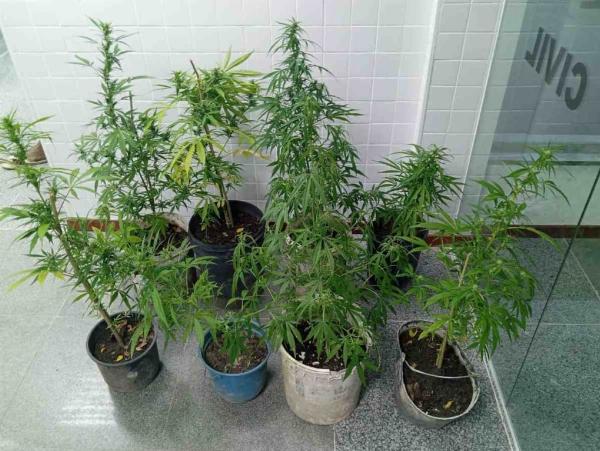 Polícia apreende pés de maconha e prende homem por tráfico em São Gonçalo dos Campos