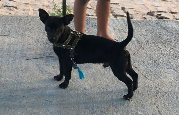 Idoso de 77 anos é suspeito de furtar cachorro de vizinho em Serrinha
